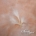 Plumes - Blanc